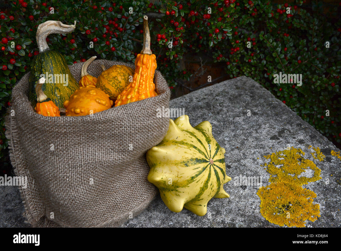 Hessian sack of ornamental gourds on a stone bench with a Crown of Thorns outside. Copy space on lichen-covered seat. Stock Photo