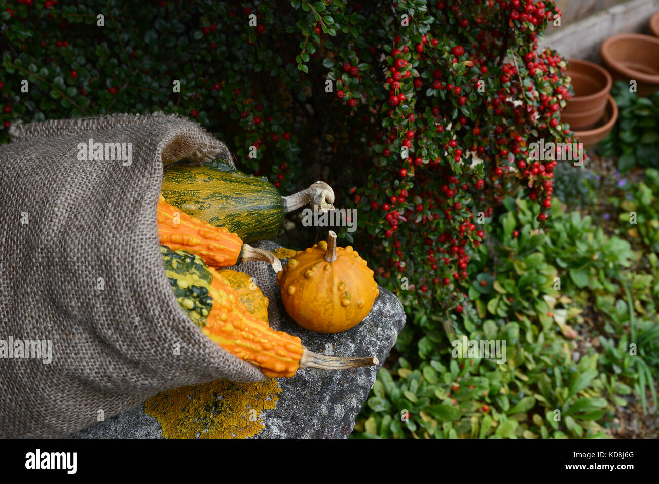 Rough hessian sack of warty ornamental gourds on a stone bench in an autumnal garden Stock Photo