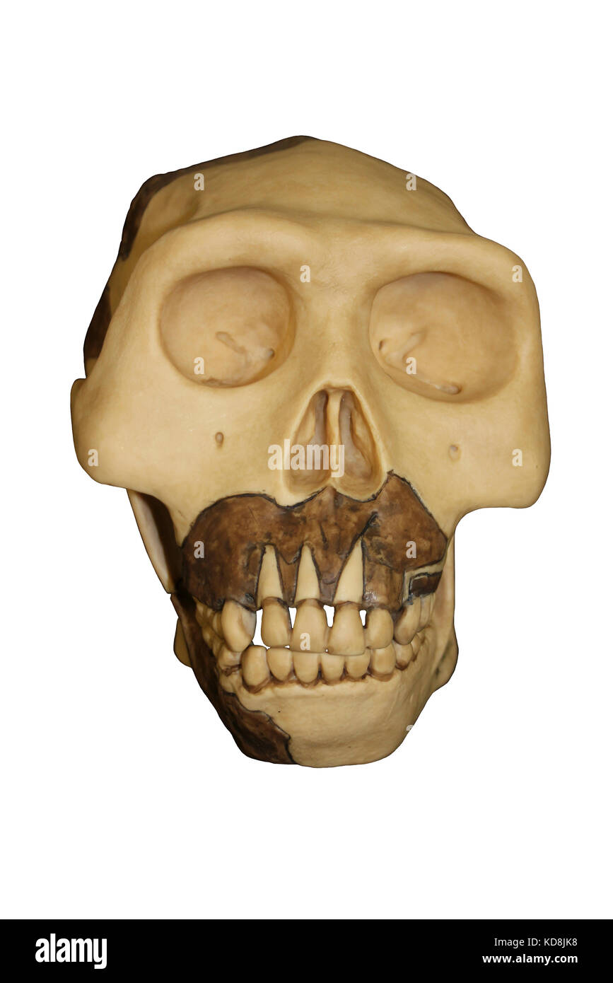 Java Man Homo erectus Skull Stock Photo