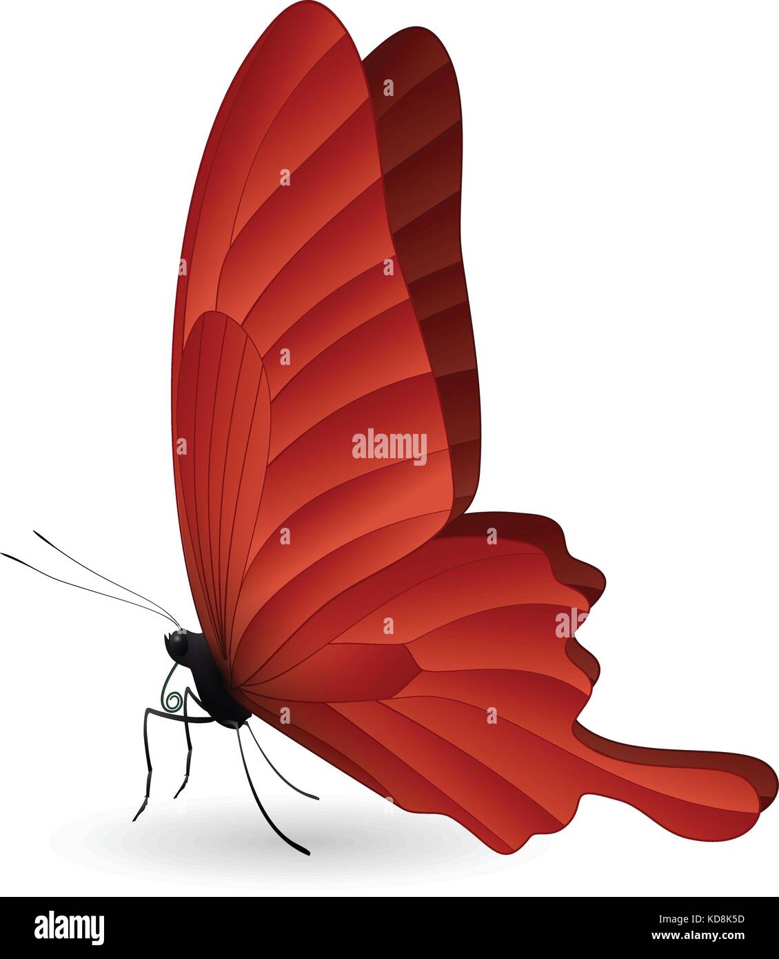 Beautiful butterfly isolated on a white background Stock Vector Image ...