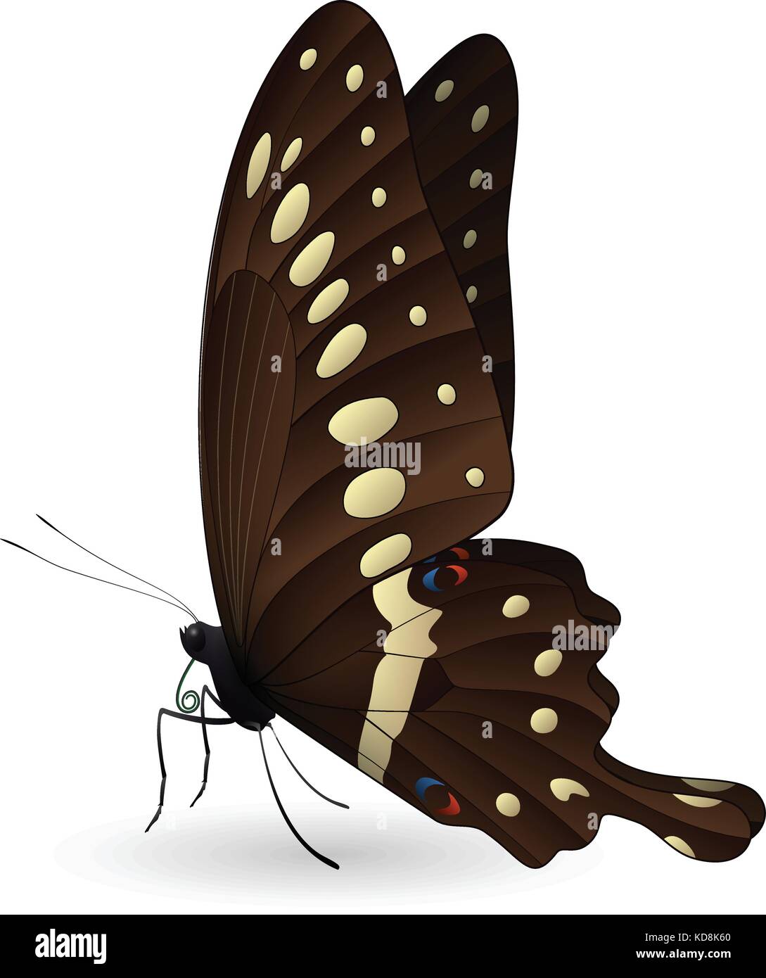 Beautiful butterfly isolated on a white background Stock Vector Image ...