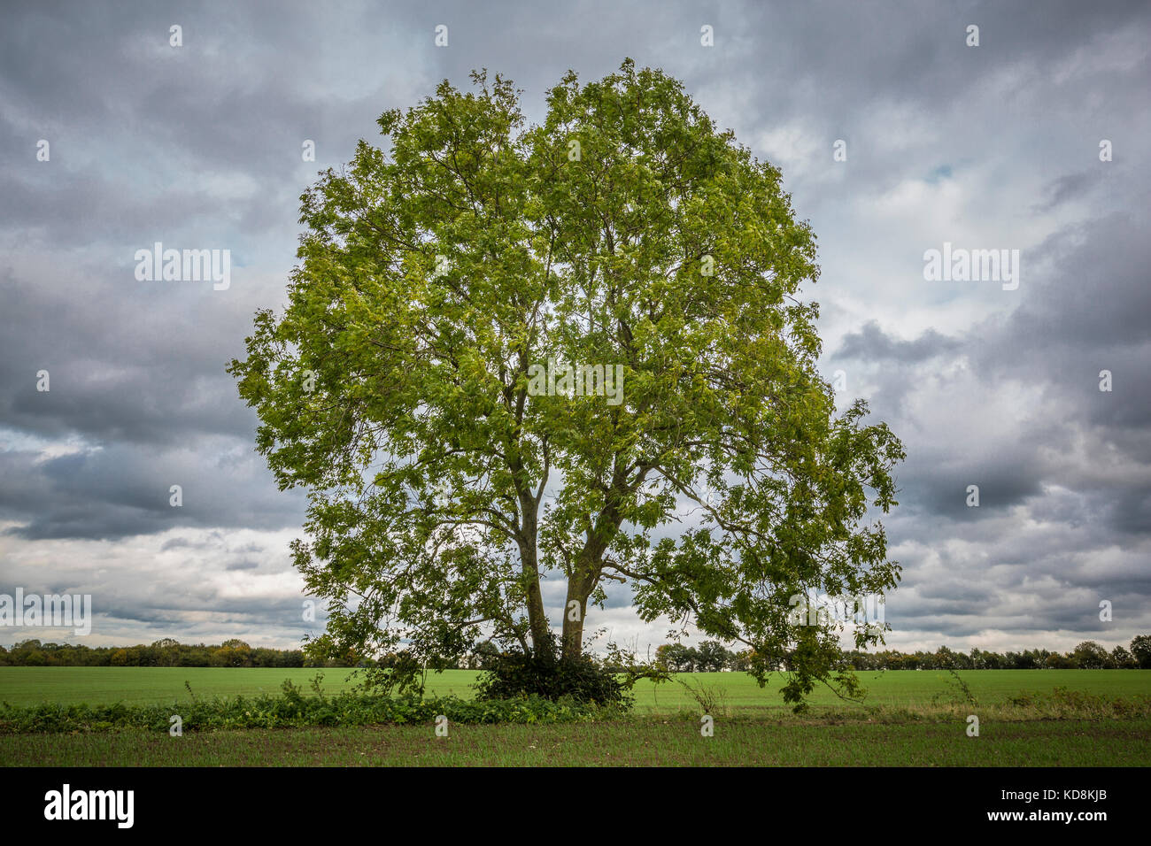 English ash tree, Fraxinus Excelsior. Suffolk, UK. Stock Photo