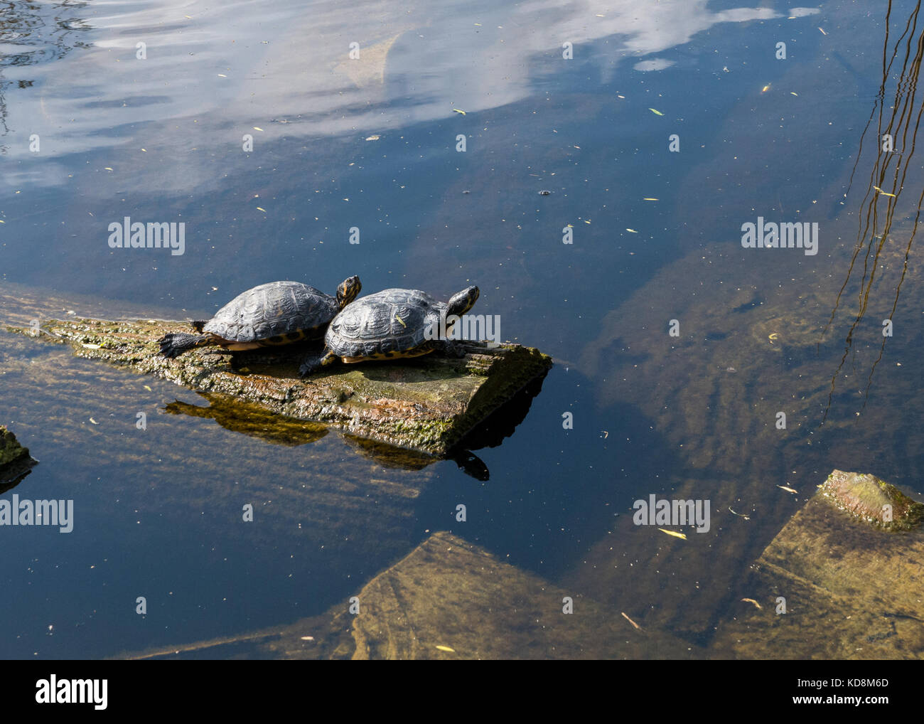 European pond turtles (Emys orbicularis) in a canal in Schiedam, the