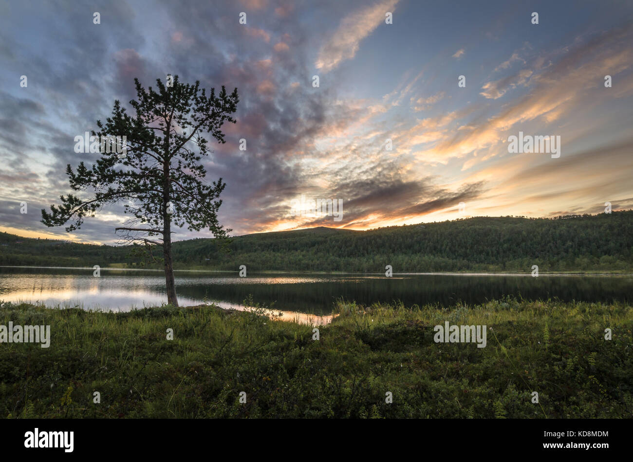 Small lake in forest with a single pinetree Stock Photo