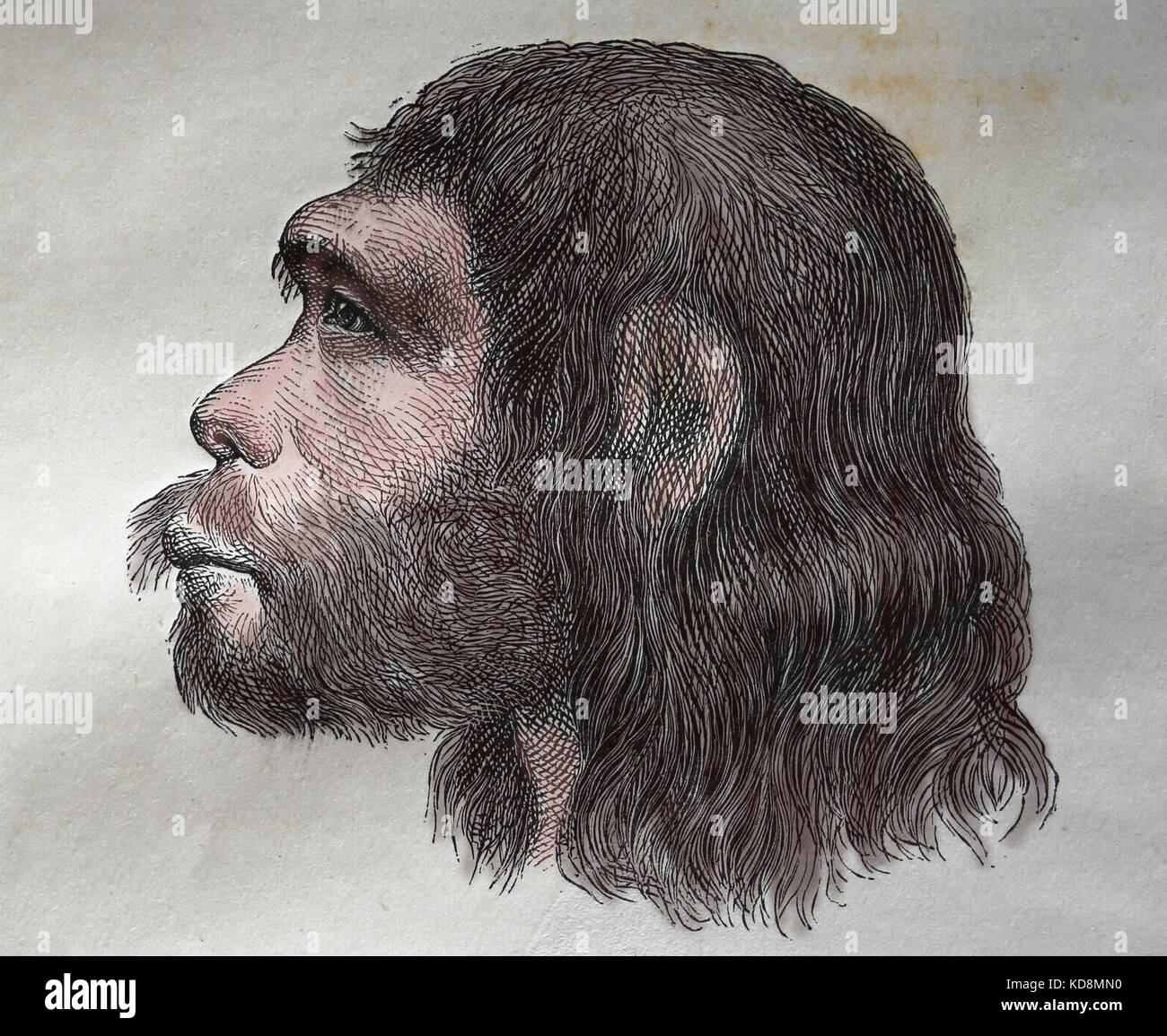 Neanderthal. Archaic humans in the genus Homo. Reconstruction. Engraving, 1883. Stock Photo
