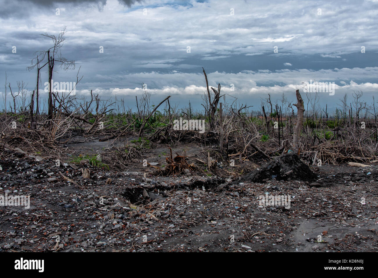 The forest burnt by the Mount Merapi eruption, Indonesia Stock Photo ...