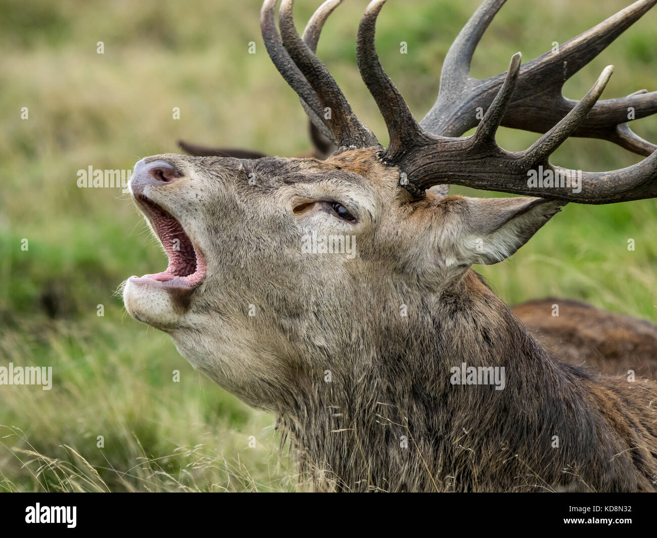 Roaring Red Deer Stag(Cervus Elaphus) at Richmond Park Stock Photo