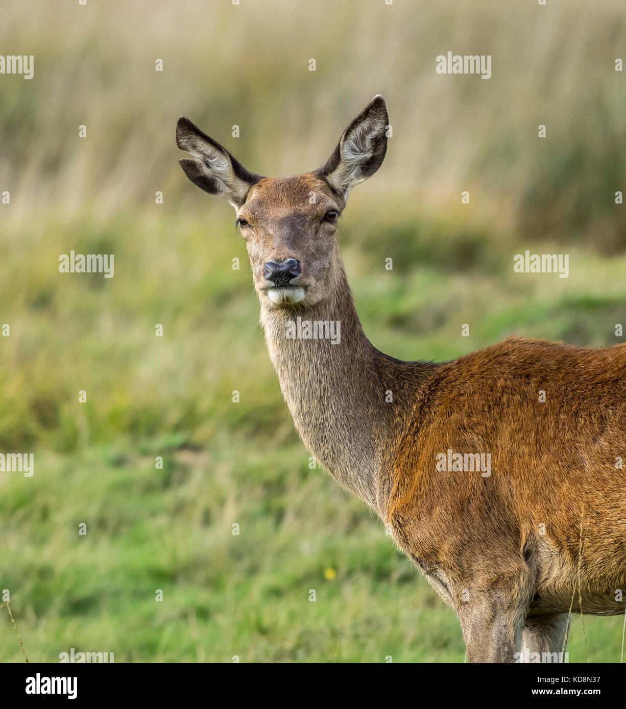 Red Deer Hind at Richmond Park Stock Photo