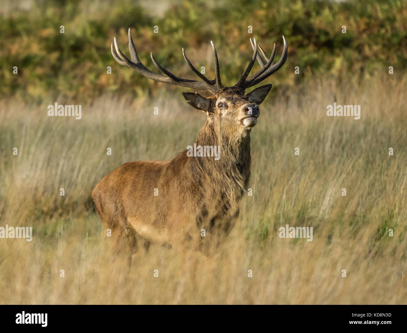 Red Deer Stag(Cervus Elaphus) at Richmond Park Stock Photo
