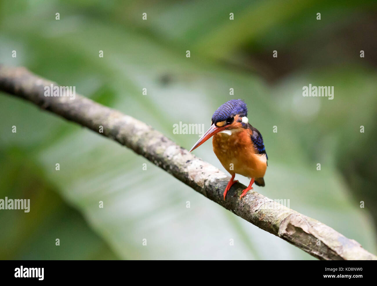 Beautifulful Birds in natural habitat Stock Photo Alamy