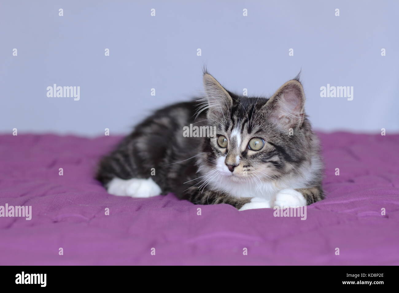 small kitten maine coon in lying on a purple duvet Stock Photo