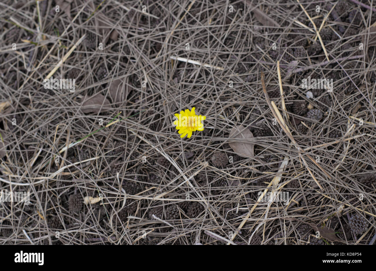 Yellow centered flower hi-res stock photography and images - Alamy