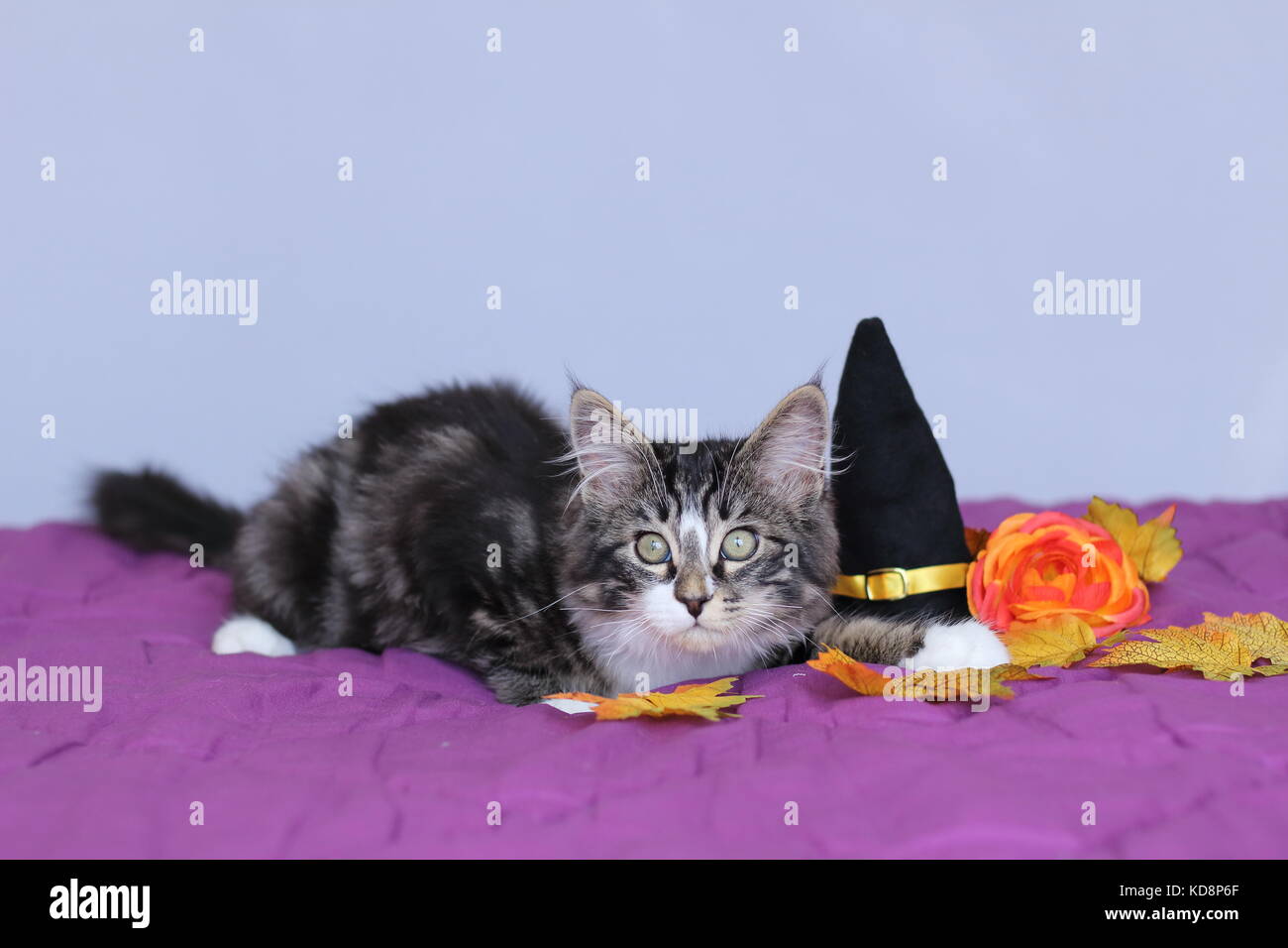 small kitten maine coon lying down next to a witch hat and an orange flower for the halloween party Stock Photo