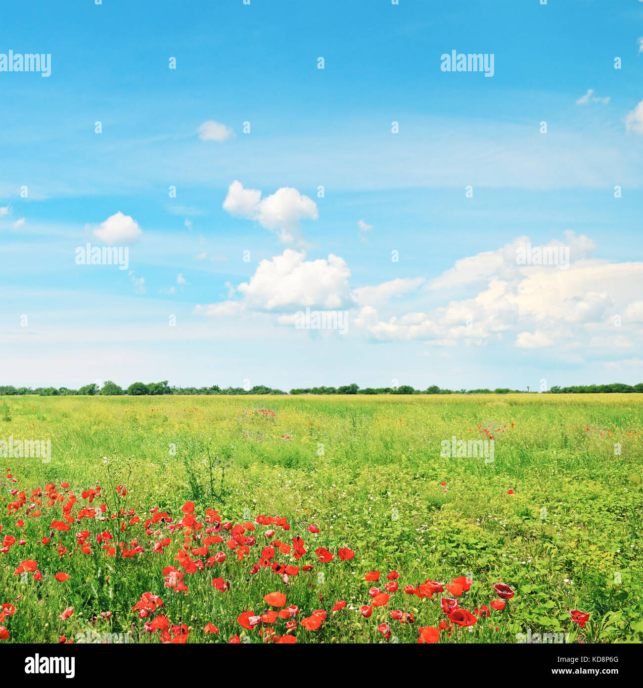 beautiful wheat field and blue cloudy sky Stock Photo - Alamy
