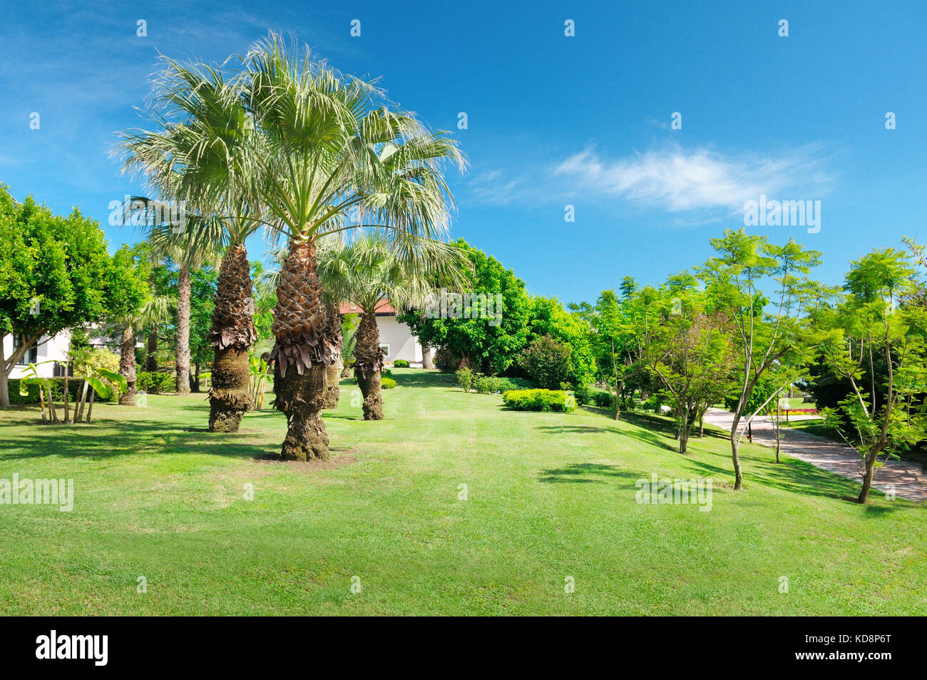 Tropical palm trees in a beautiful park Stock Photo - Alamy