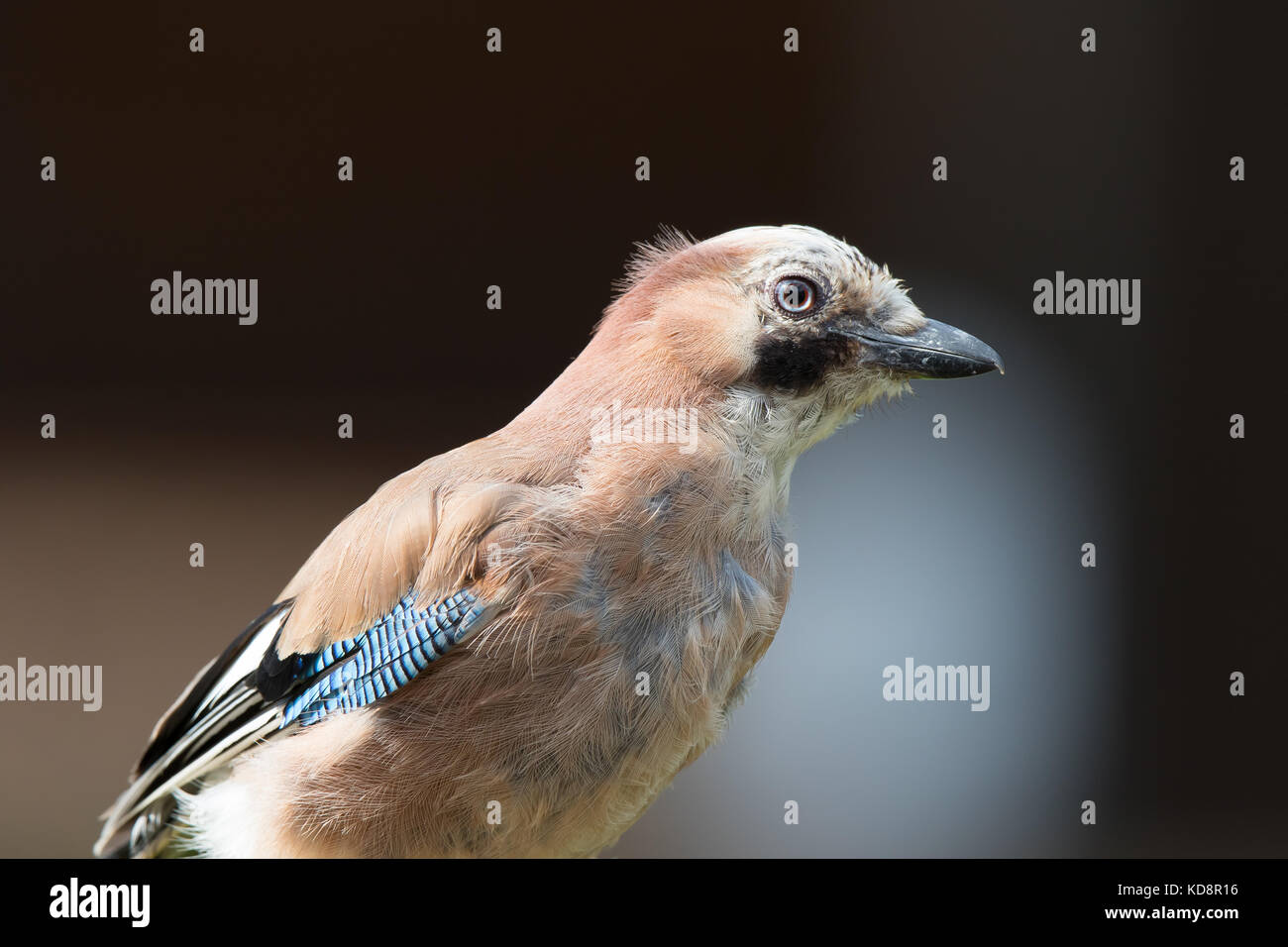 Side view close up of wild juvenile UK jay bird (Garrulus glandarius) isolated outdoors perched in UK garden in summer. Stock Photo