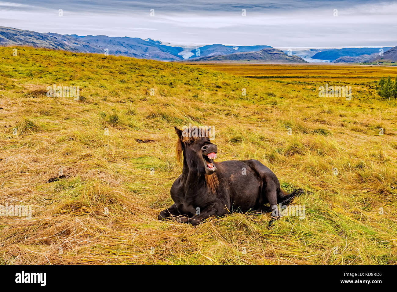Icelandic horse laughing Stock Photo