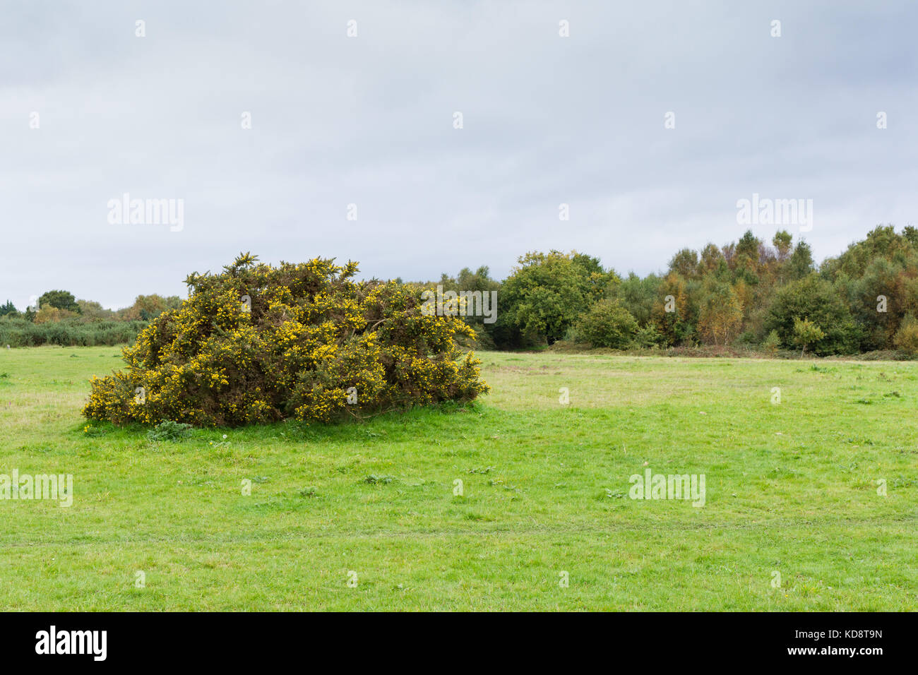 Gorse bush (Ulex europaeus) Stock Photo