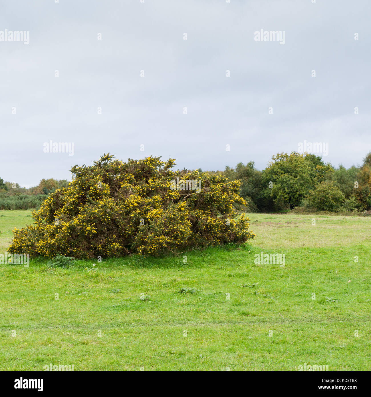 Gorse bush (Ulex europaeus Stock Photo Alamy