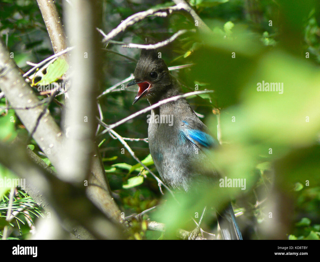 Title: Elusive - I had felt it for days in the Tahoe Lake undergrowth, but I could never see it. Finally he appeared perched on a branch. He was looki Stock Photo