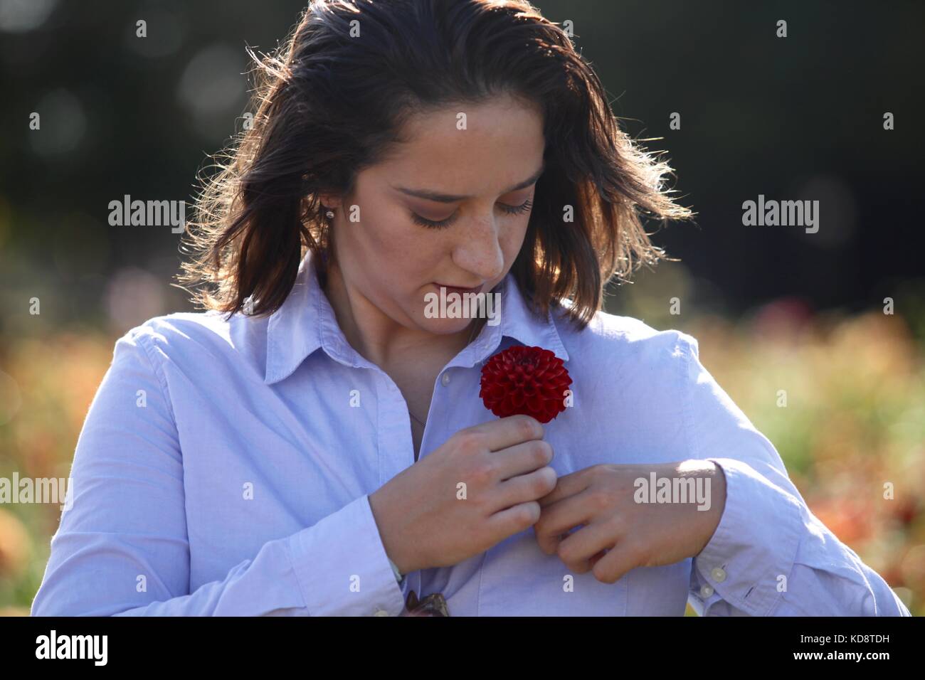 A young woman pins a red flower onto her shirt pocket Stock Photo