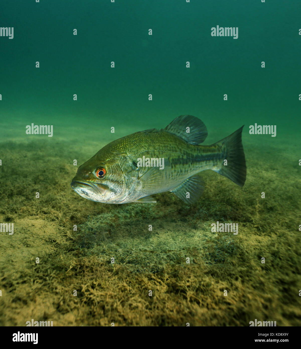 Fish Eggs River High Resolution Stock Photography and Images Alamy