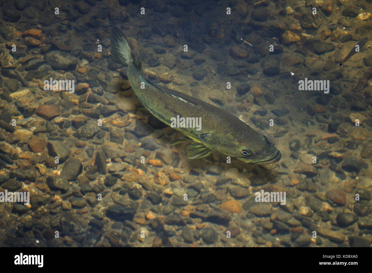 Black Bass Fish High Resolution Stock Photography and Images Alamy