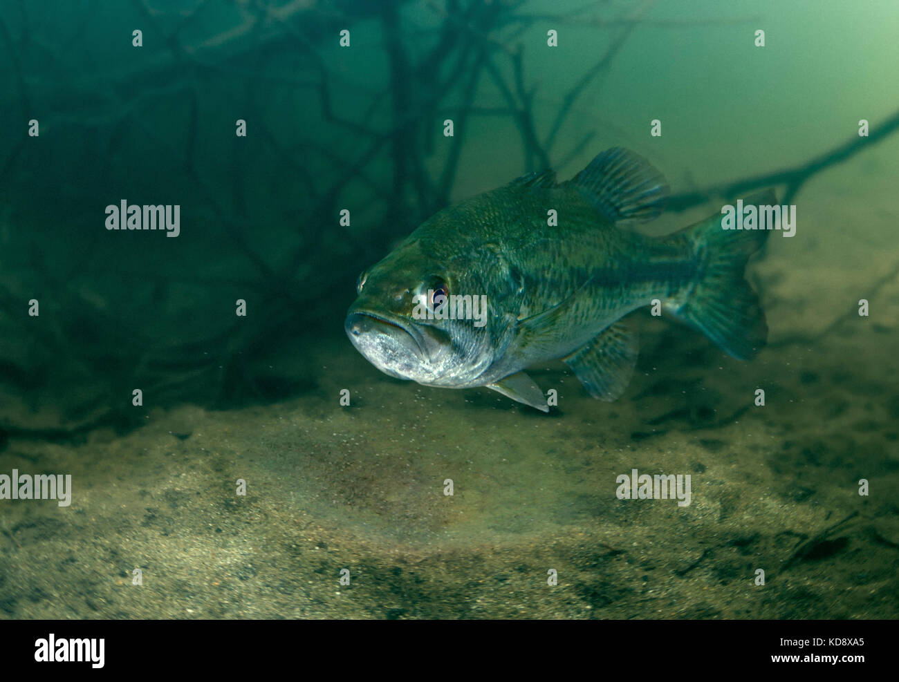 Fish Eggs River High Resolution Stock Photography and Images Alamy