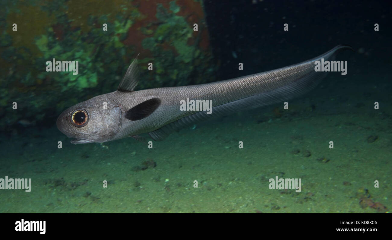 Grenadier Fish High Resolution Stock Photography And Images Alamy Grenadier Fish High Resolution Stock Photography And Images Alamy