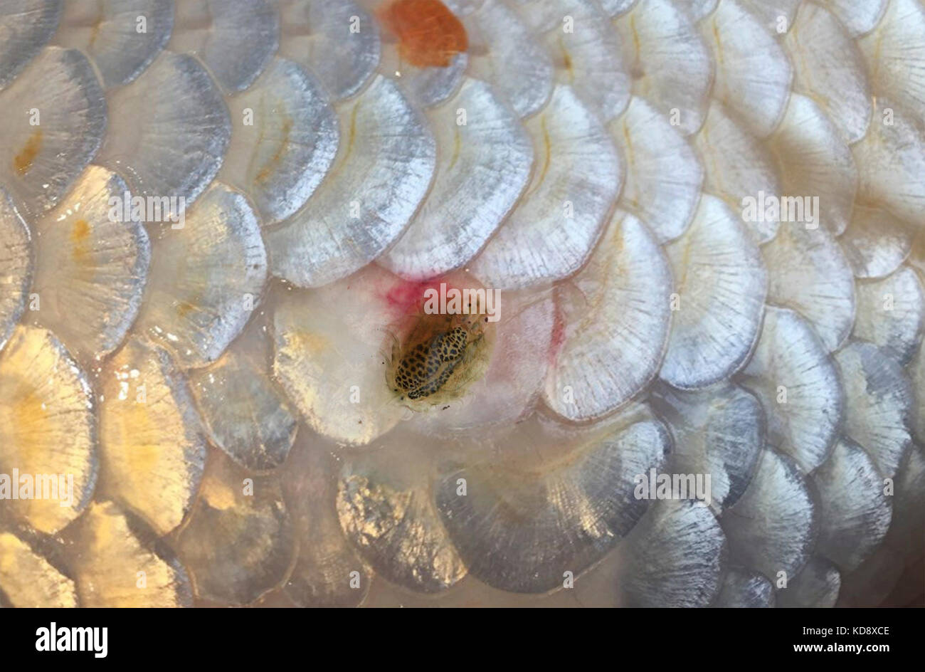 Fish Louse High Resolution Stock Photography and Images Alamy
