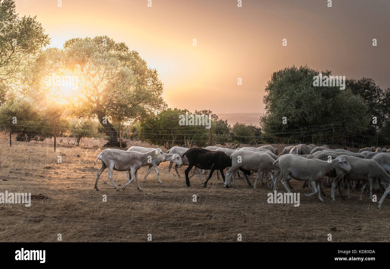 Flock of sheep at sunset in the mountain Stock Photo - Alamy