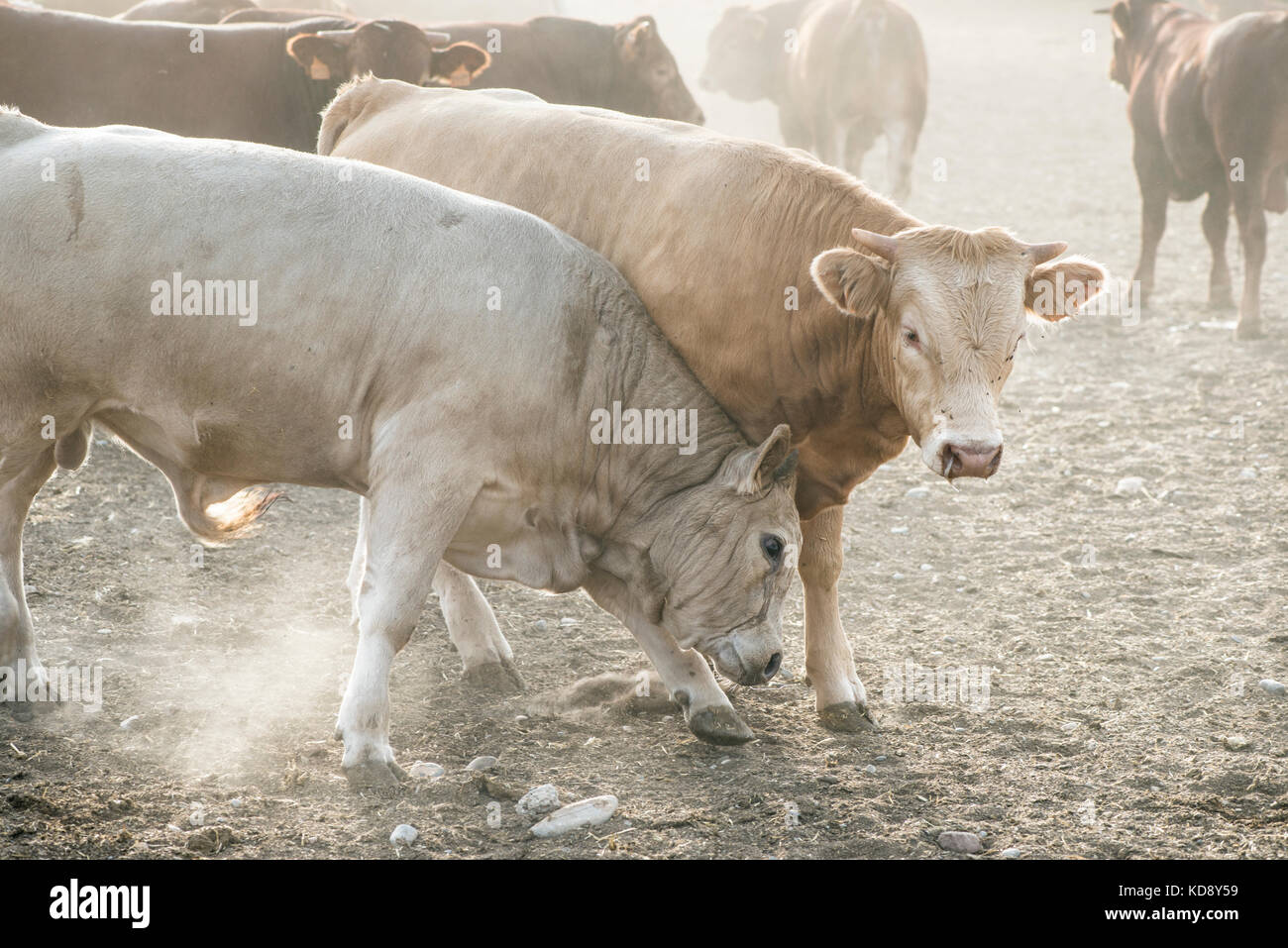 Calves in farm for veal Stock Photo Alamy