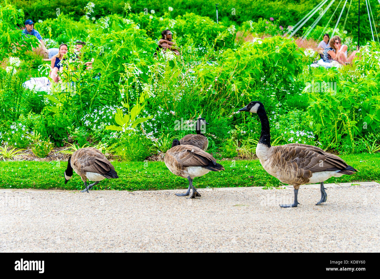 Canada Geese in Parc floral de Paris located within the Bois de Vincennes in Paris France Stock Photo Alamy