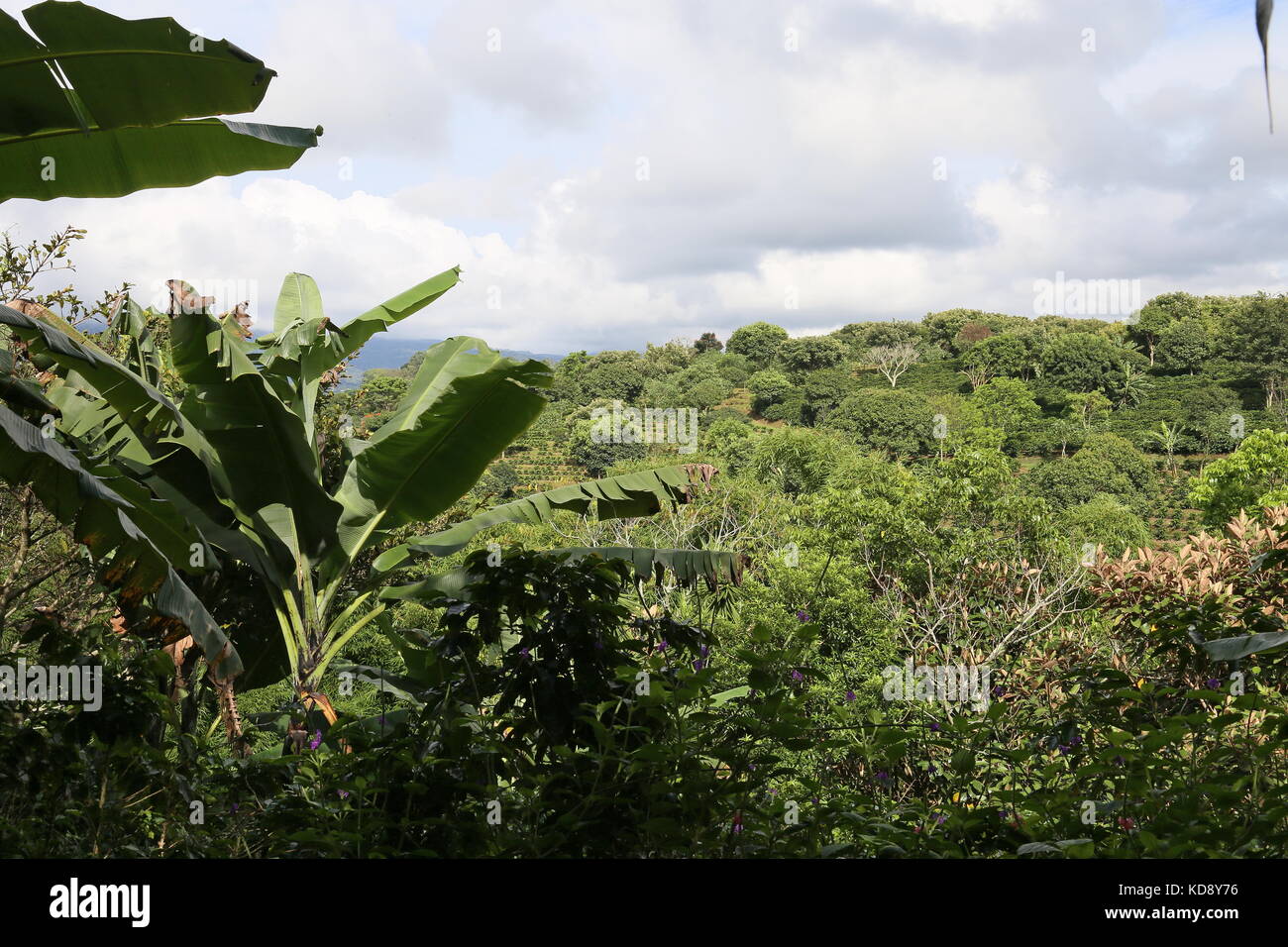 Coffee plantations, Coffee Trail, Hotel Buena Vista, Pilas, Alajuela