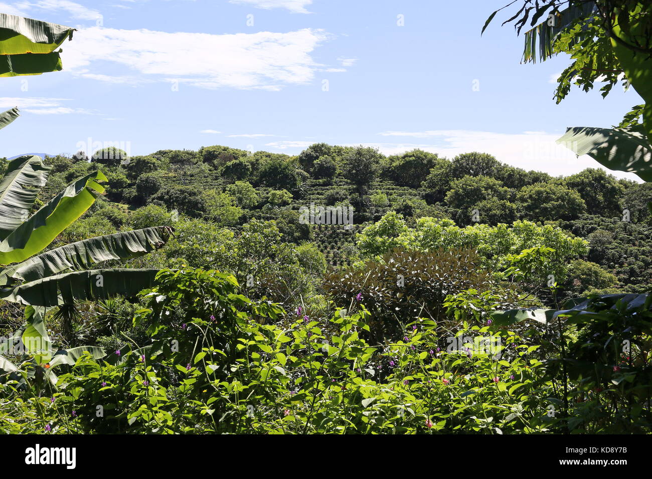 Coffee Plantation Costa Rica Hotel / Finca Rosa Blanca Coffee