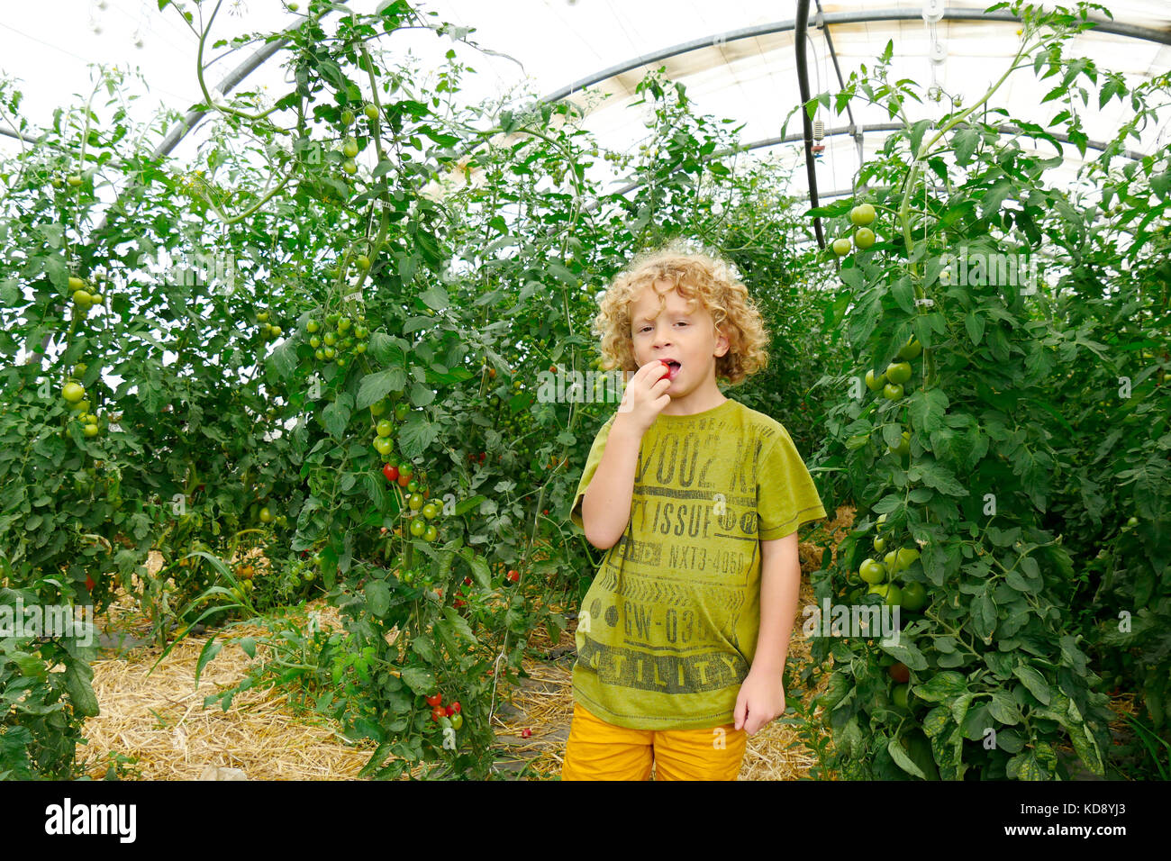 a little blond boy picking tomatoes in the garden Stock Photo - Alamy