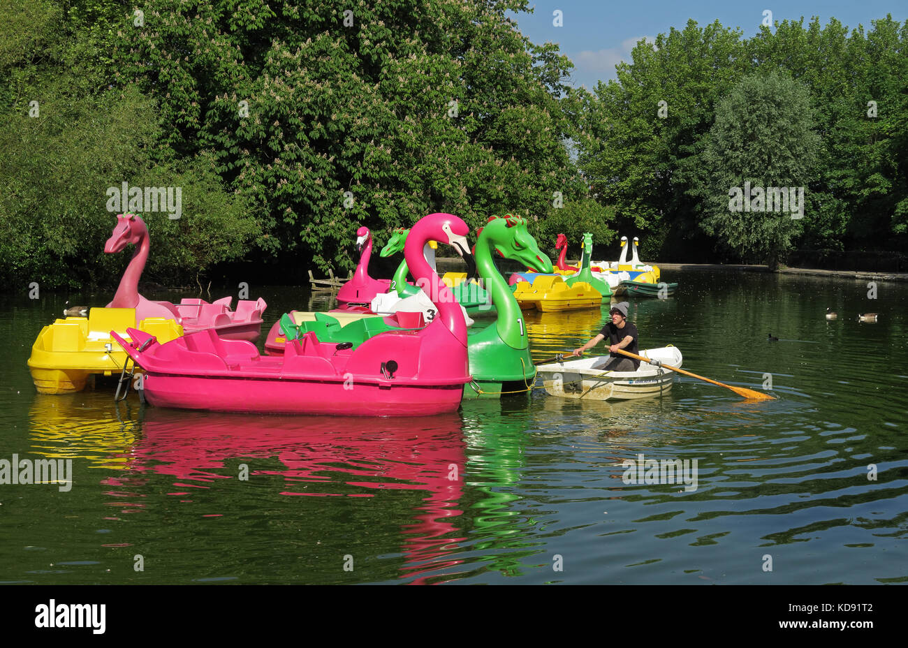 peddle boats on boating lake  Alexandra Park, Wood Green, Haringey, London       May Stock Photo