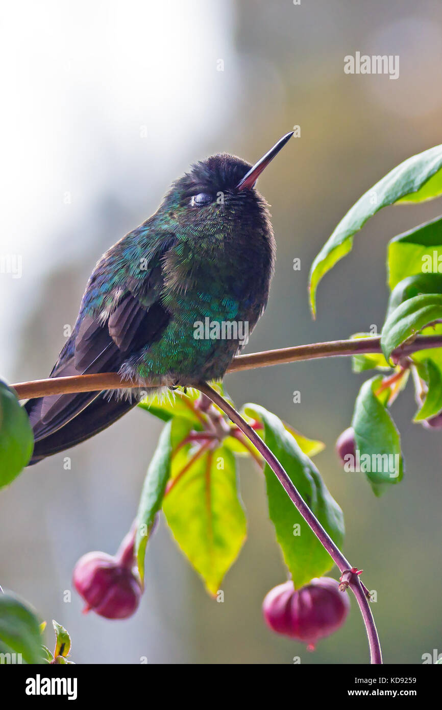 Fiery-throated Hummingbird sitting on a branch - Puntarenas, Costa Rica Stock Photo