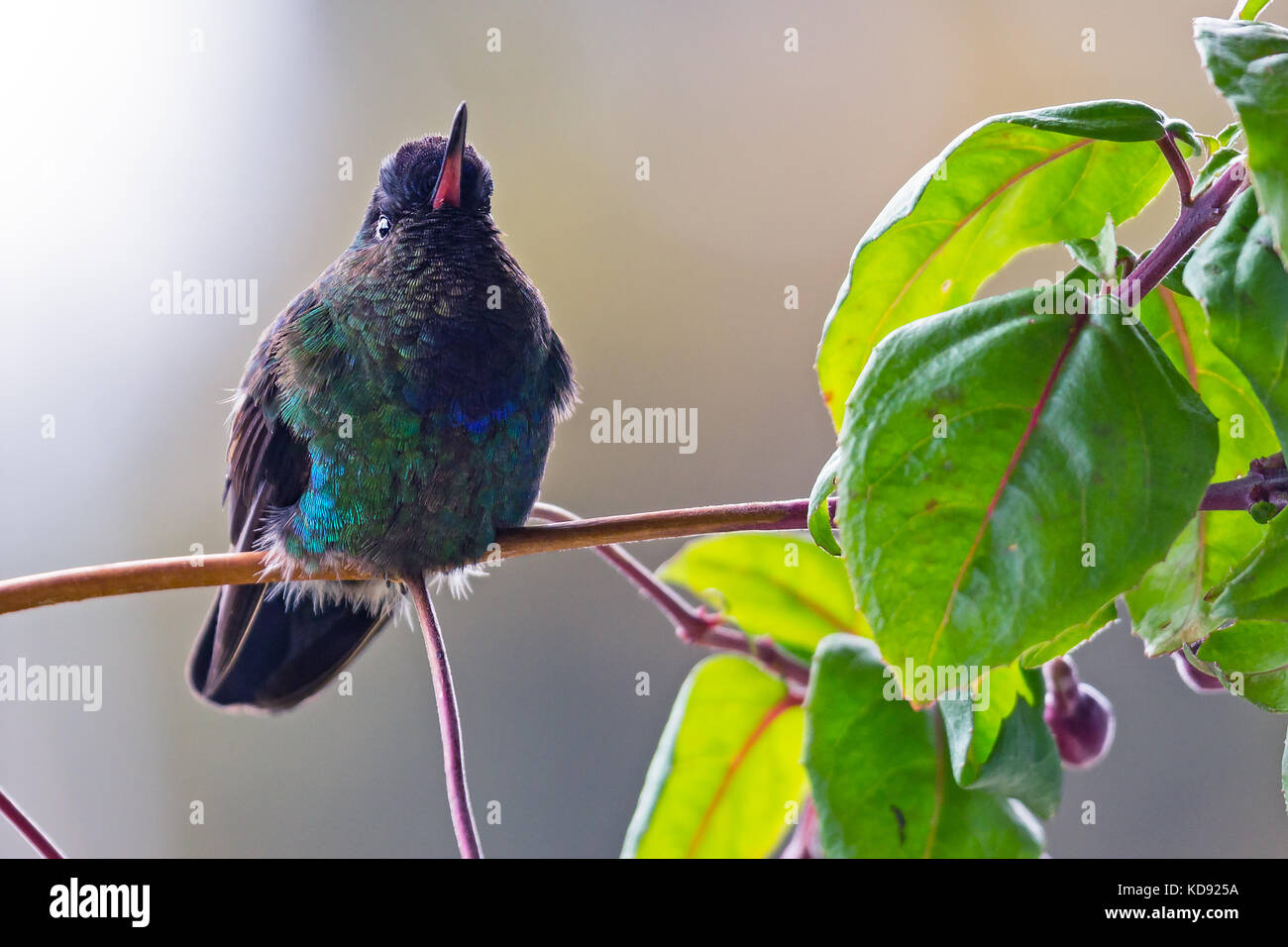 Fiery-throated Hummingbird sitting on a branch - Puntarenas, Costa Rica Stock Photo