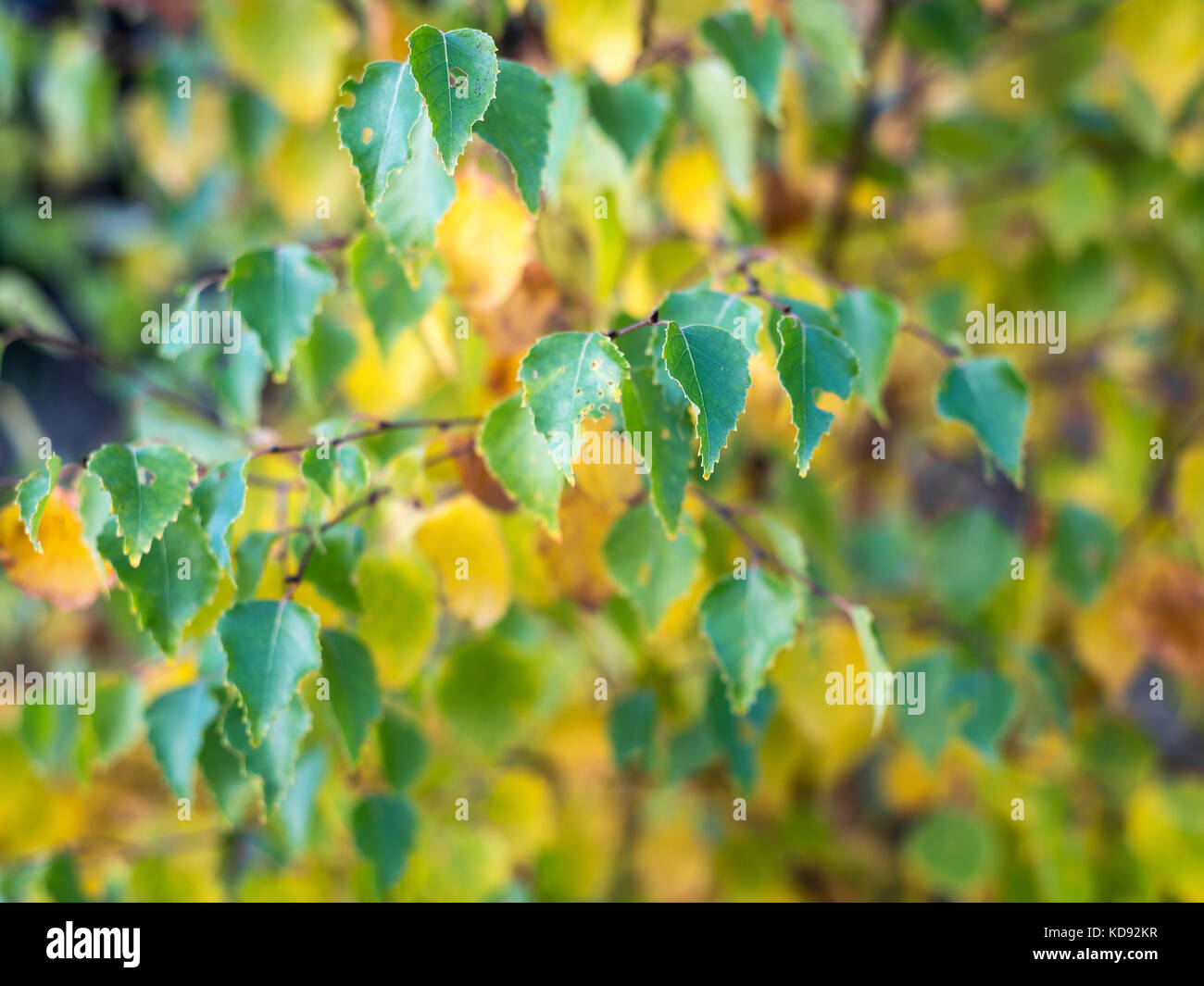 Close up shot of birch tree leaves. Changing color in autumn Stock ...