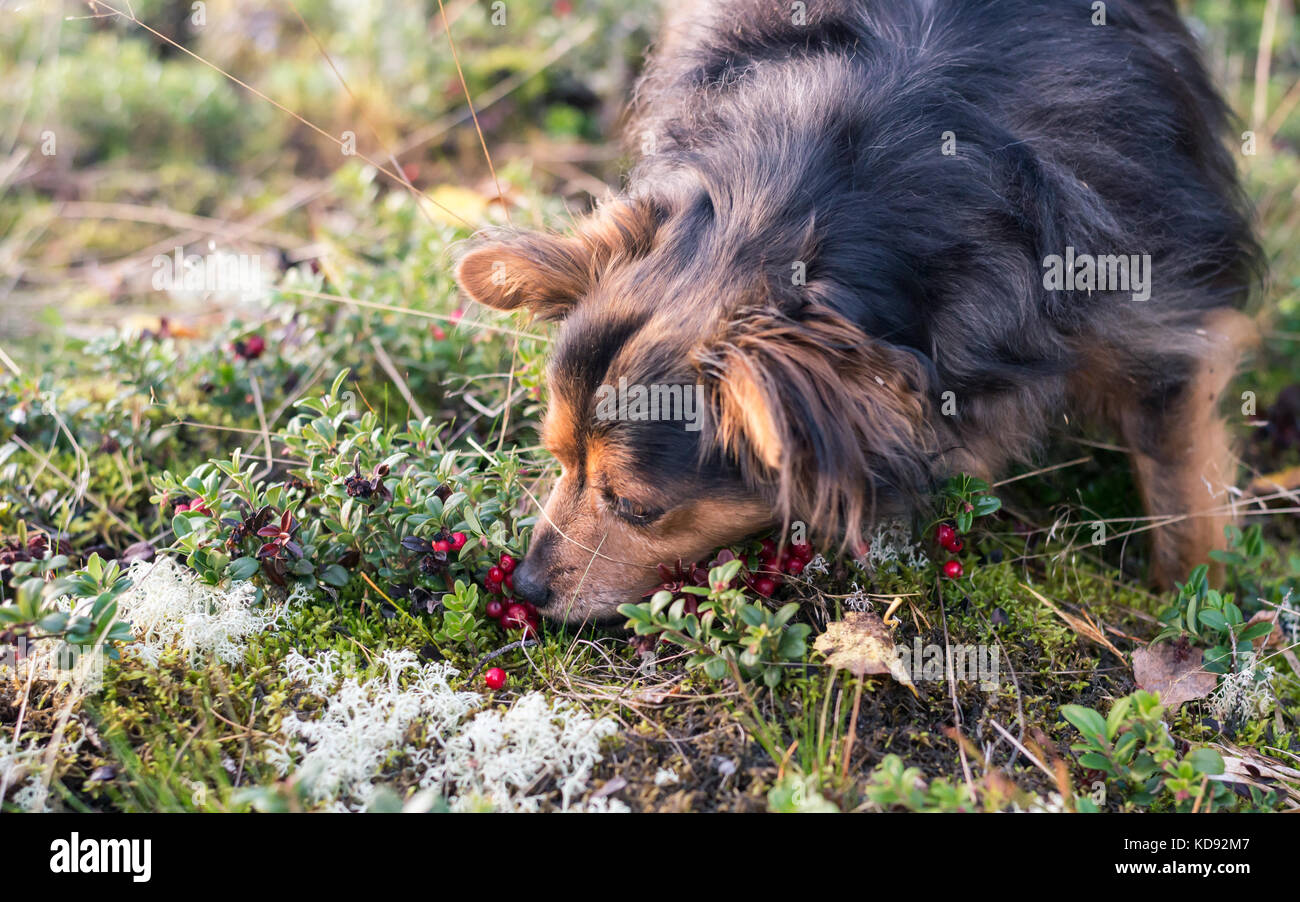 Dog picking and eating Lingonberry Stock Photo Alamy