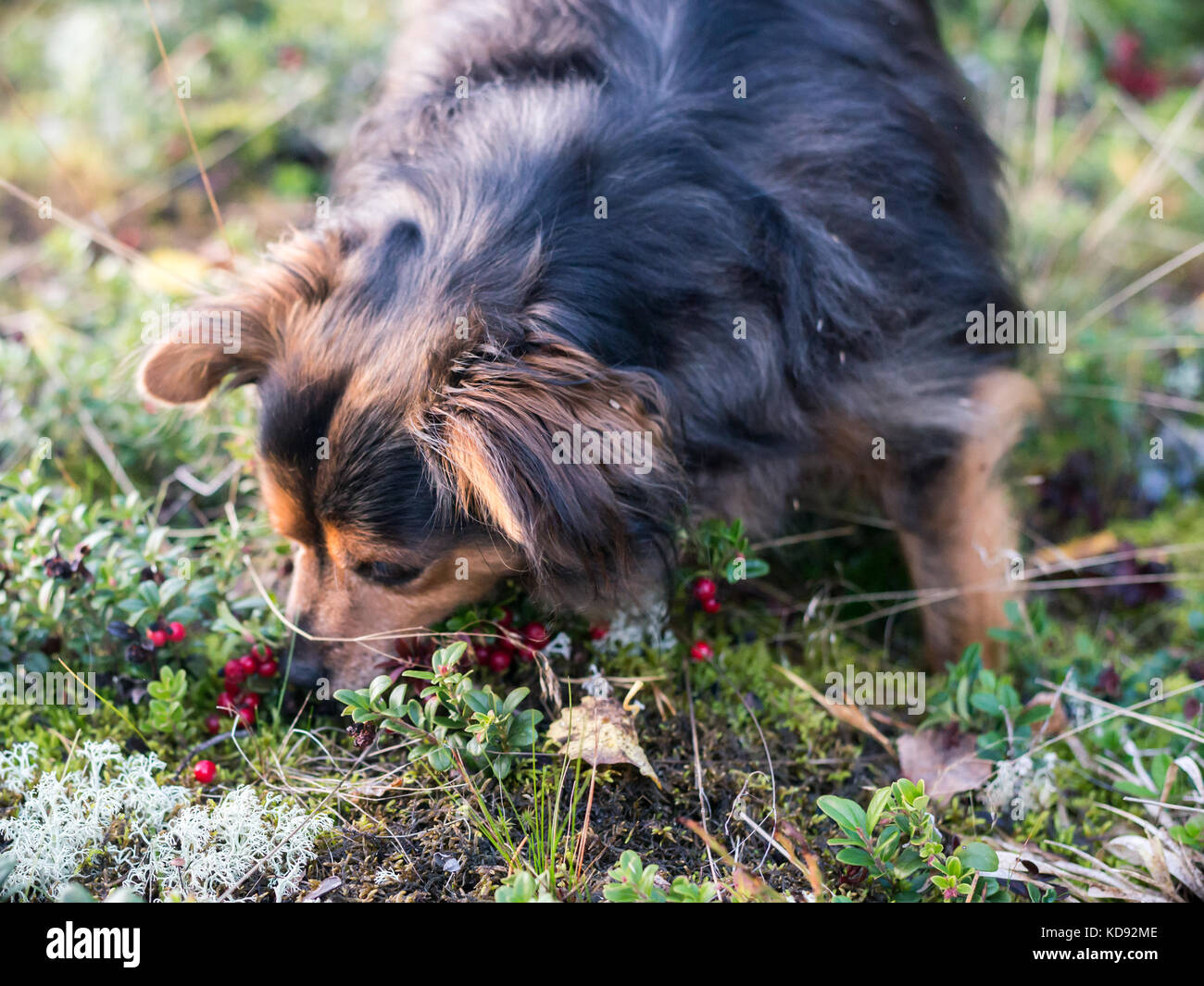 Dog picking and eating Lingonberry Stock Photo Alamy