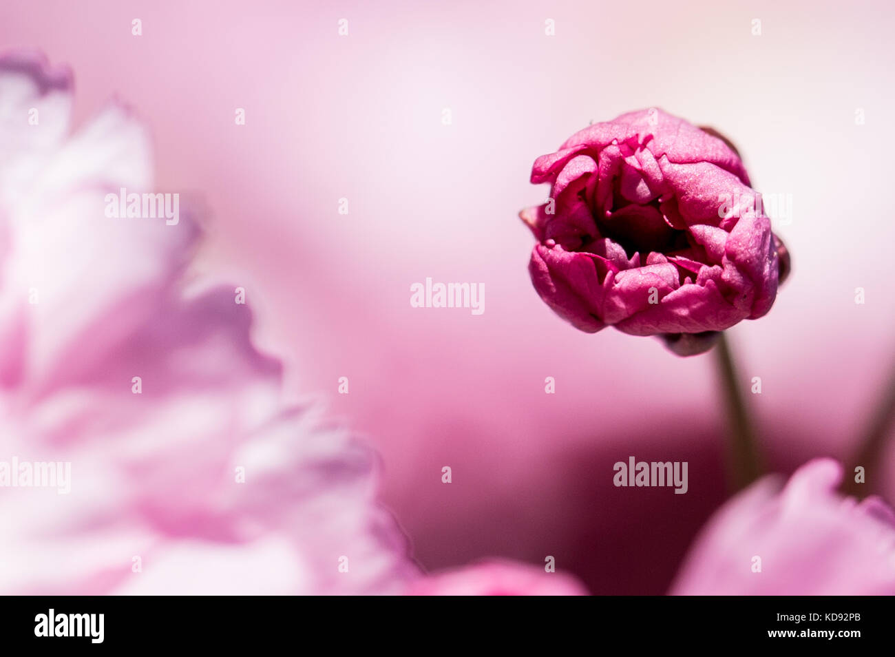 cherry blossom in the sun Stock Photo - Alamy
