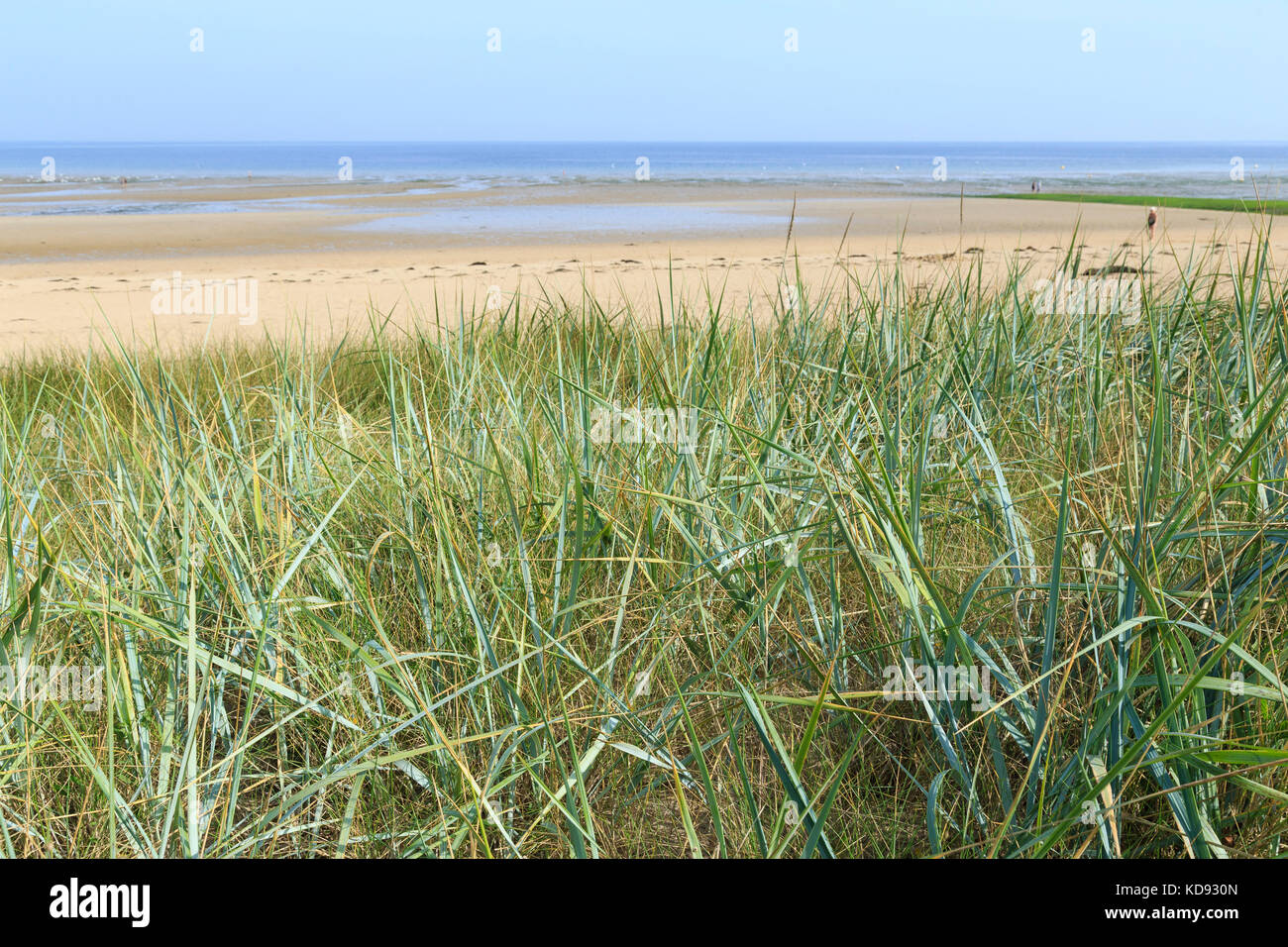 France, Calvados (14), Bernières-sur-Mer, les dunes du Platon, Leymus arenarius ou Elymus arenarius appelé communément Seigle de mer ou encore Blé d'A Stock Photo
