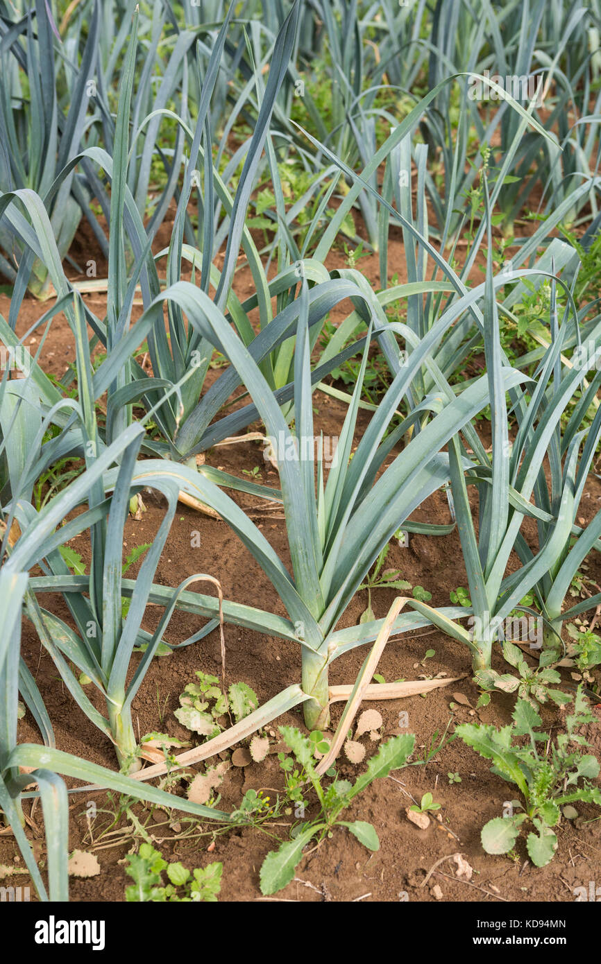 Leek - Allium ampeloprasum - growing outdoors in lines on a permaculture farm. Stock Photo