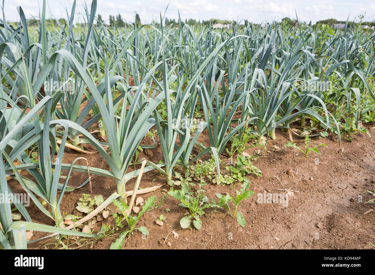 Leek - Allium ampeloprasum - growing outdoors in lines on a permaculture farm. Stock Photo
