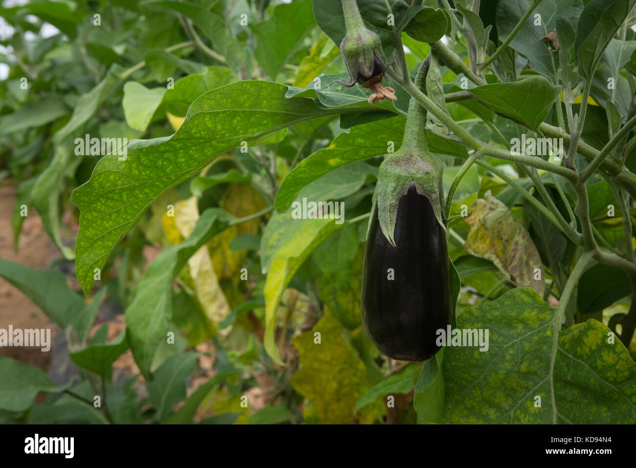 Ripe fruit of the Aubergine or Eggplant Solanum melongena ready to