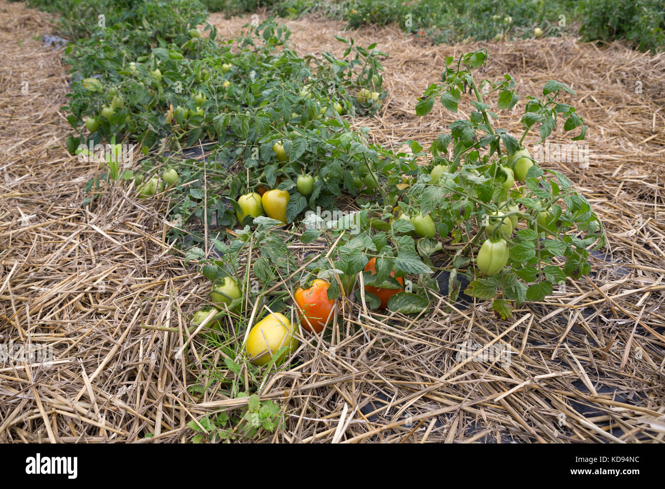Tomatoes growing outdoors in a permaculture way by mulching the soil