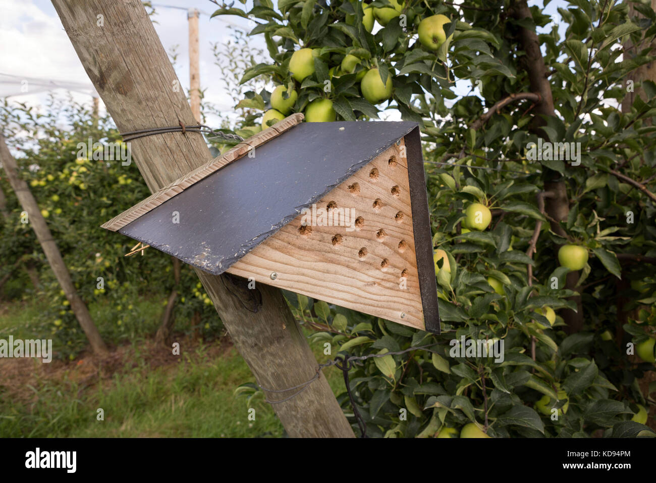 A mason bee house in an organic Apple orchard to stimulate pollination. Stock Photo