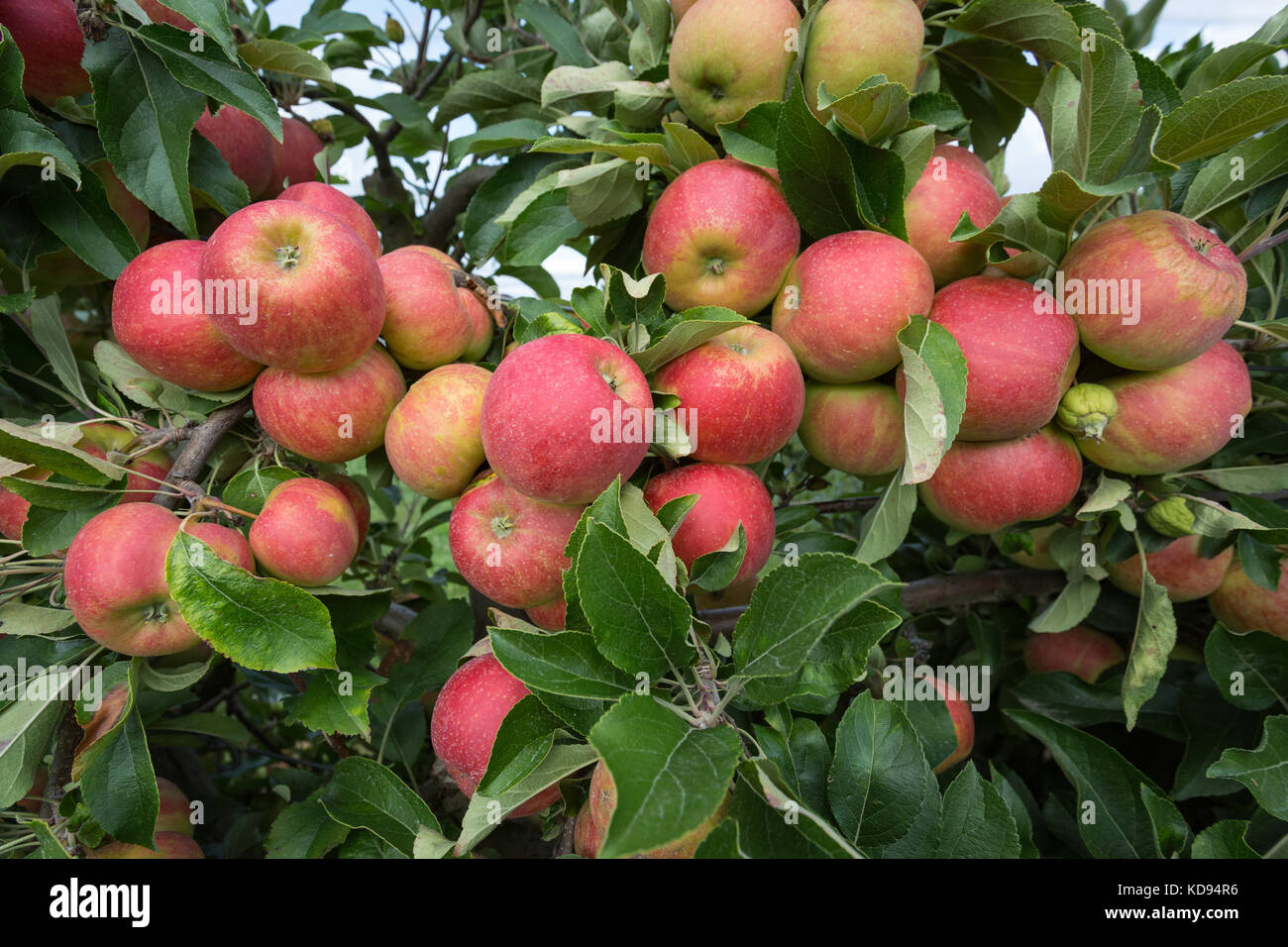 An abandunce of ripe apples hanging on a tree, ready to be harvested. Stock Photo
